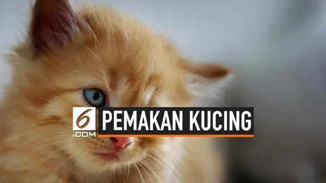 VIDEO: Polisi Buru Pria Pemakan Kucing Hidup-Hidup