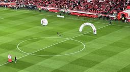 Pertandingan antara Benfica melawan Estrela Amadora dibuka dengan aksi terbang dari seekor elang. Burung tersebut dilepaskan dari pinggir lapangan kemudian terbang berkeliling dan mendarat di tengah lapangan. (AFP/Bagaskara Lazuardi)