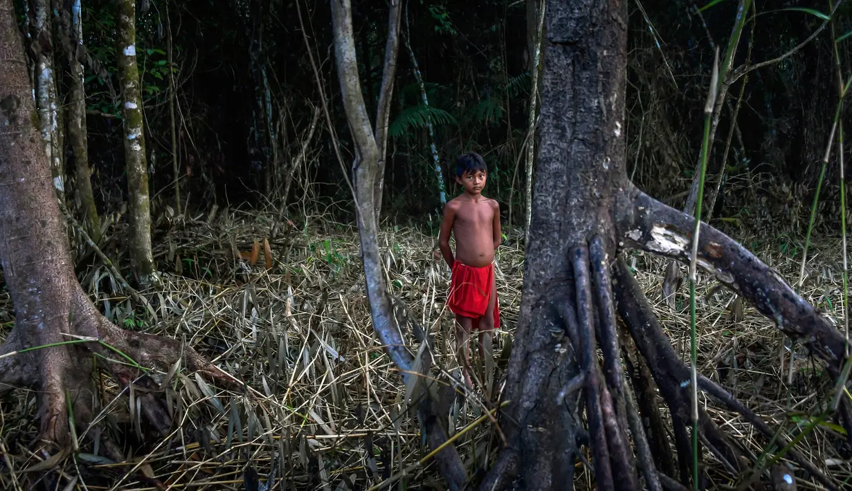 Seorang anak Waiapi berdiri di hutan sambil mencari kayu bakar di desa Manilha di negara bagian Amapa, Brasil (14/10). Waiapi tinggal di sebuah cagar alam yang merupakan bagian dari zona konservasi besar, yang disebut Renca. (AFP Photo/Apu Gomes)