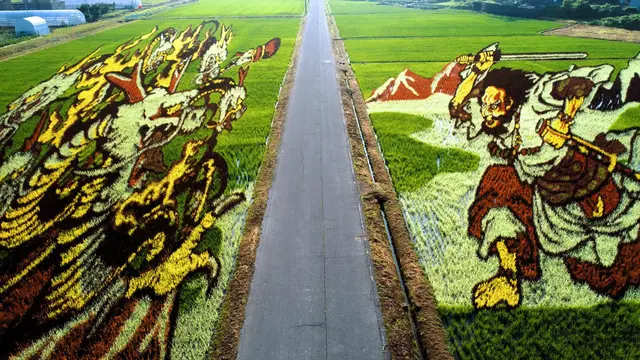 Petani Jepang Ini Tanam Padi Khusus untuk Ciptakan Sawah Warna-warni, 4 Hasilnya Bikin Takjub