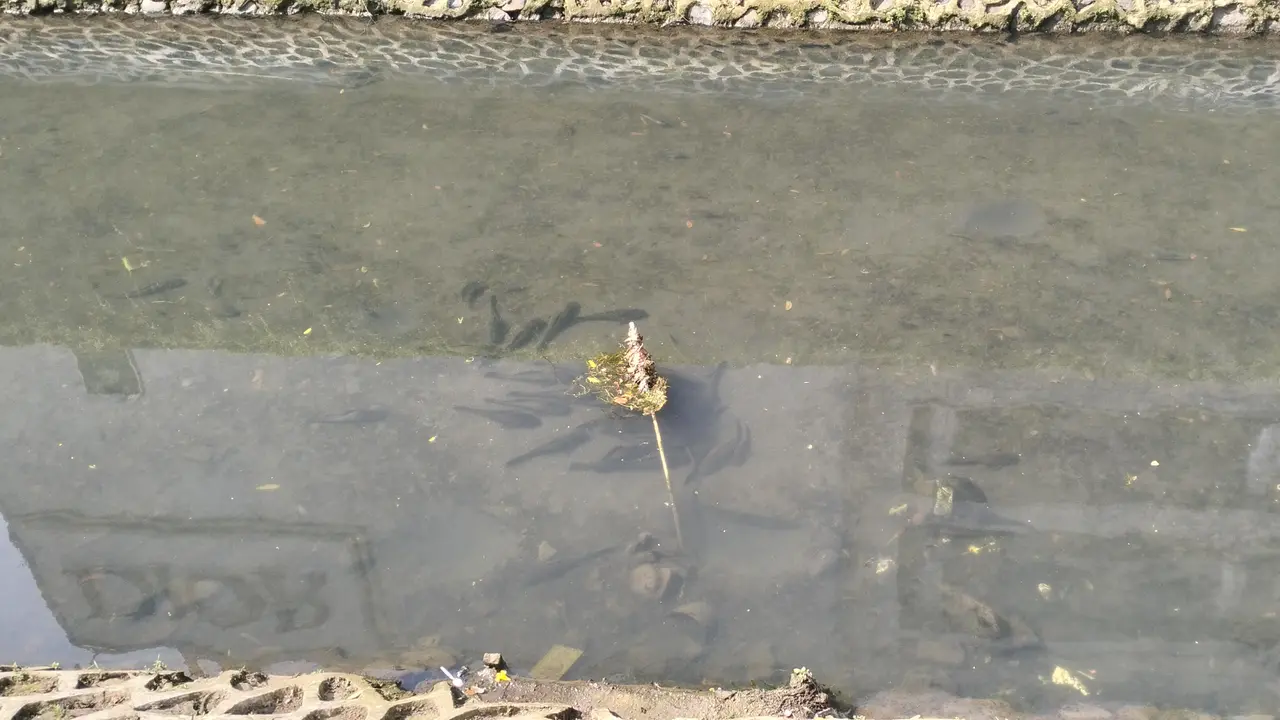 Kali sekitar Mal Plaza Indonesia dipenuhi Ikan Sapu-sapu. Keberadaan ikan tersebut cukup menyorot perhatian warga dan pejalan kaki. (Liputan6/Shabina Nasywa)