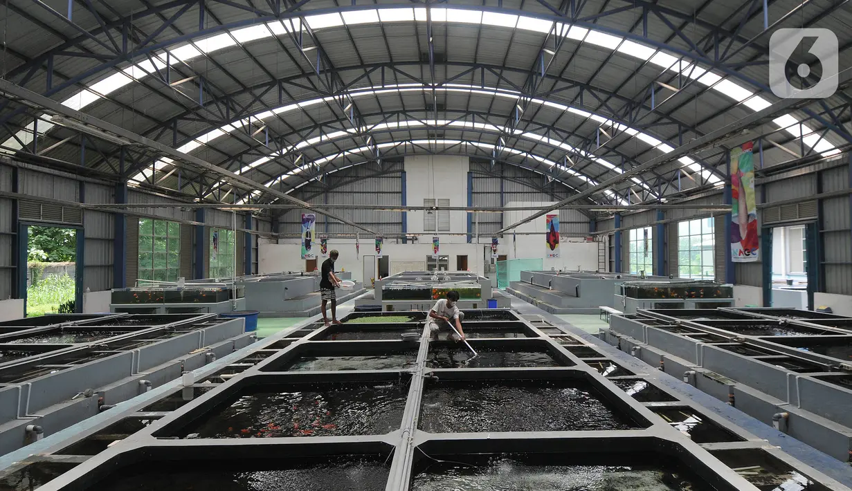 Suasana Pusat Koi dan Maskoki Nusantara di Raiser Ikan Hias Cibinong, Bogor, Jawa Barat, Sabtu (9/10/2021). Pusat Koi dan Maskoki Nusantara di Raiser Ikan Hias Cibinong menyedikan ikan mas koki dan koi dengan harga Rp 50 ribu - Rp 25 juta per ekor. (merdeka.com/Arie Basuki)
