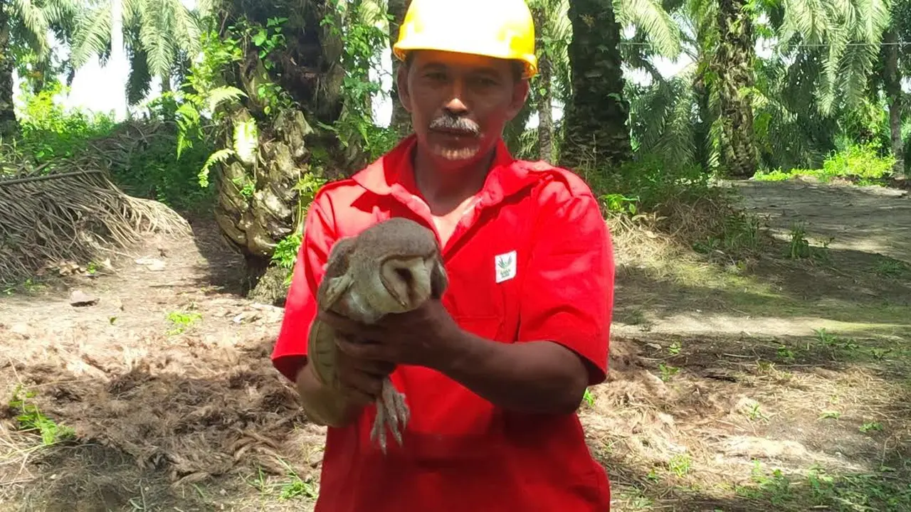 Burung hantu