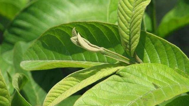 Daun Jambu Biji. (foto: Pinterest/Nu Sữa).