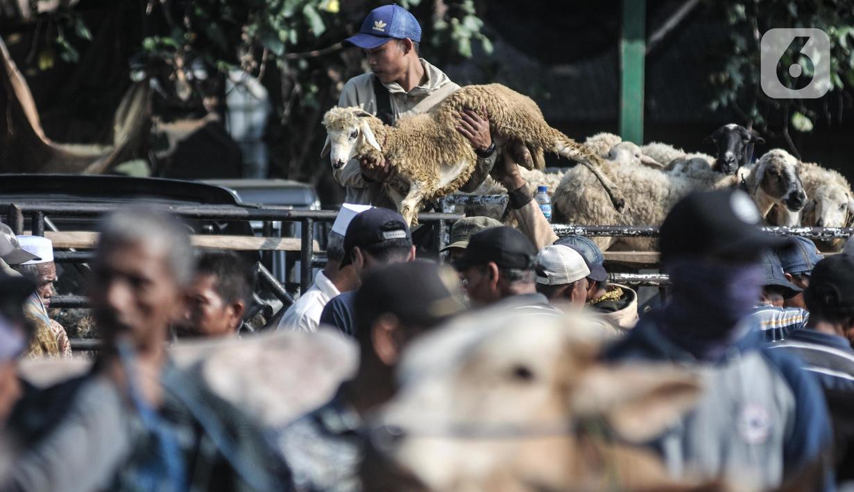Pembeli mengangkut domba ke dalam mobil pikap di Pasar Hewan Jonggol, Kabupaten Bogor, Jawa Barat, Kamis (7/7/2022). Pasar hewan Jonggol sudah puluhan tahun terkenal sebagai sentra hewan kurban yang pelanggannya berasal dari berbagai daerah di Jabodetabek. (merdeka.com/Iqbal S Nugroho)