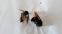 Sengatan tawon jenis Vespa Affinis atau tawon endhas telah menewaskan 7 orang di Klaten.(Liputan6.com/Fajar Abrori)