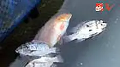 liputan6