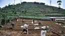 Sejumlah petani menyiapkan lahan untuk ditanami kentang di Desa Sembungan, Dieng, Jawa Tengah, 1 Juli 2021. Selain keindahan alam, dataran tinggi Dieng terkenal dengan komoditas kentang. (merdeka.com/Iqbal S. Nugroho)