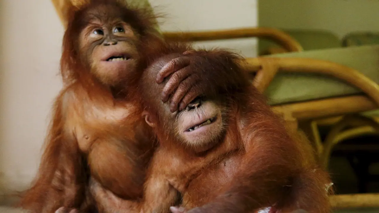orangutan, kalimantan