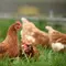 Cerita Haru Martin, Ayam Jantan yang Setia Tunggu Pemiliknya di Rumah Sakit