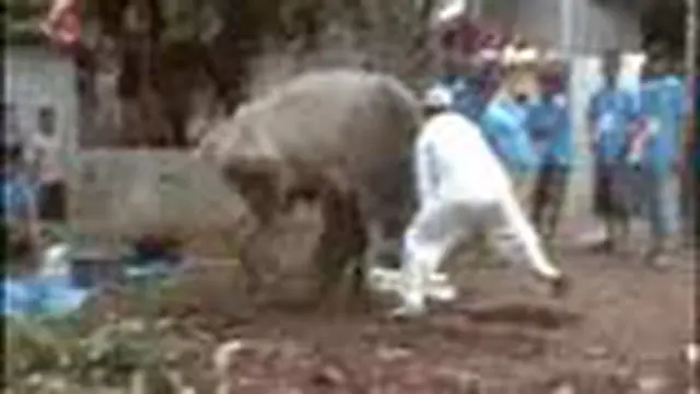 Sang Jagal Diseruduk Sapi Kurban