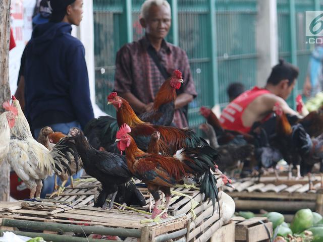 Permintaan Ayam Cemani Hitam Melonjak Jelang Pilkada Untuk Ritual