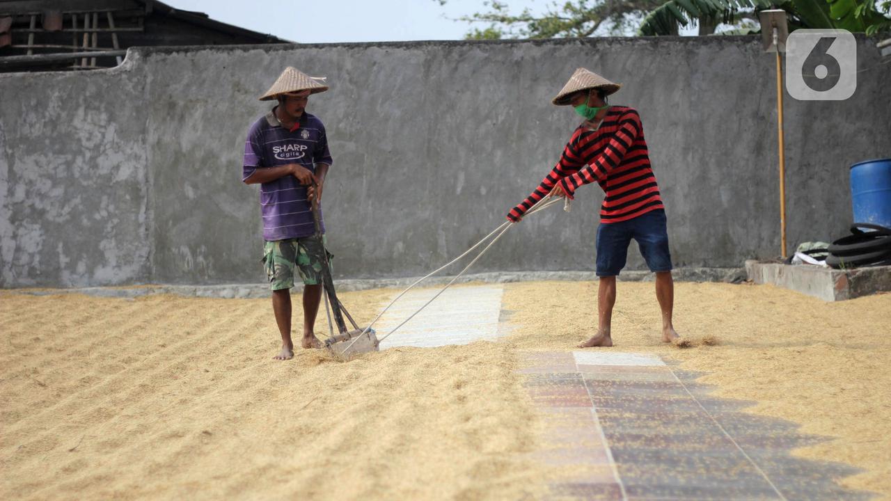 FOTO: Semester I 2020, Bulog Serap 700 Ribu Ton Gabah Petani