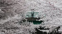 Seorang pengusaha mengamati bunga sakura yang hampir mekar di Tokyo, Jepang, Jumat (1/4). Wisatawan dunia memusatkan perhatian ke Jepang saat musim semi bulan April setiap tahunnya, karena saat itu bunga sakura bermekaran. (REUTERS/Issei Kato)