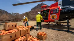 Petugas margasatwa NSW memuat wortel dan ubi jalar untuk walabi korban kebakaran hutan di sepanjang Pantai Selatan New South Wales pada 10 Januari 2020. Cara ini dilakukan karena walabi akan kesulitan mencari makan di saat habitatnya rusak. (STR/NSW NATIONAL PARKS AND WILDLIFE SERVICES/AFP)