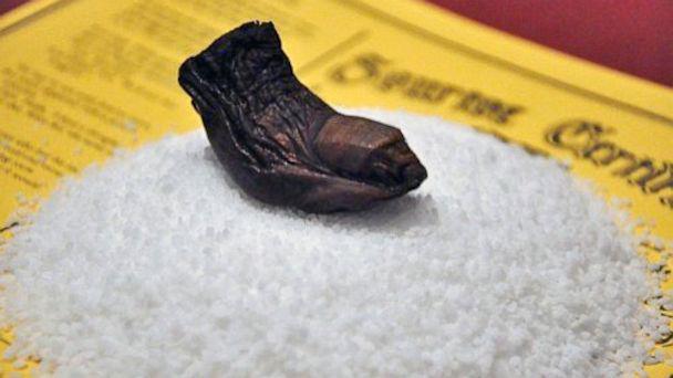 Jari kaki manusia yang diawetkan untuk Cocktail Sourtoe. (source : abcnews)