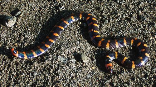 Ular Pipa atau Ular Belang Bata (Cylindrophis ruffus) (Wikimedia Commons)