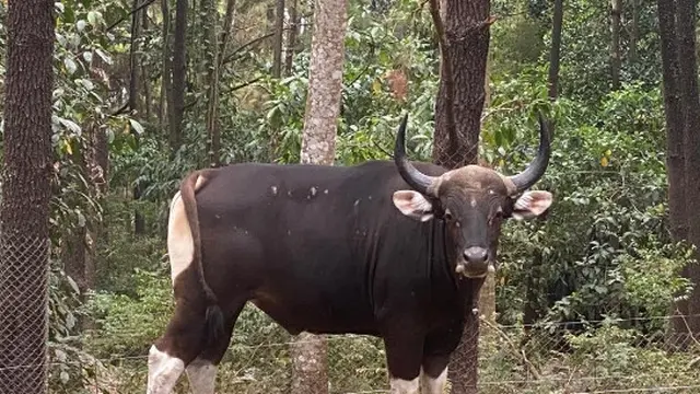 Indukan jantan Banteng di Taman Nasional Baluran untuk menambah populasi (Istimewa)