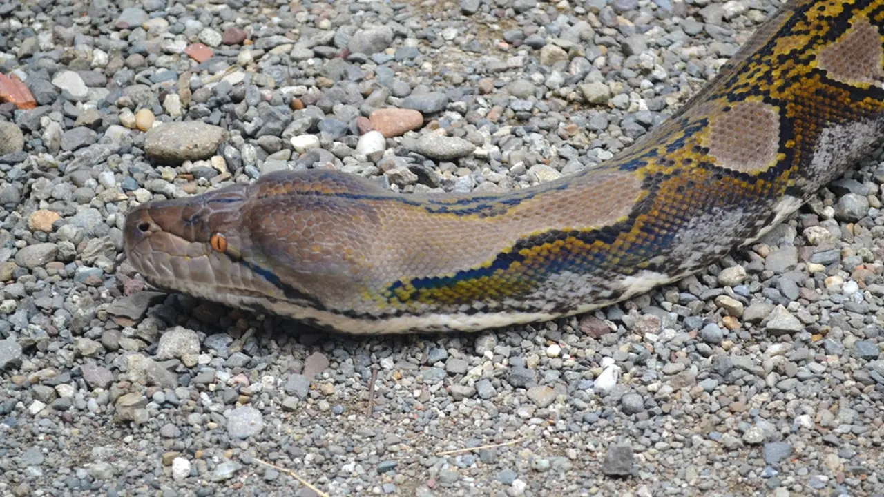 Piton Jumbo peliharaan warga Pejagoan, Kebumen. (Foto: Liputan6.com/Muhamad Ridlo)