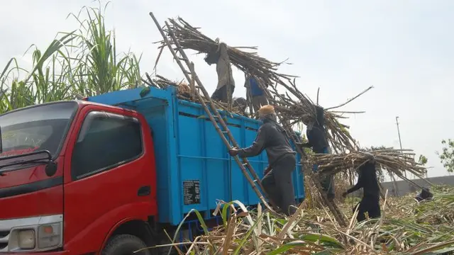 Tebu yang akan dikirim ke Pabrik Gula Candi Baru. (Foto: RNI)