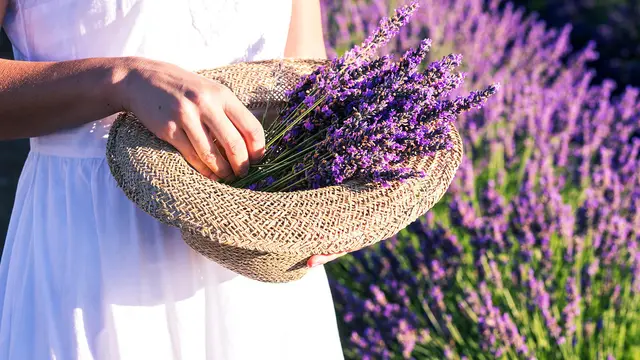 lavender