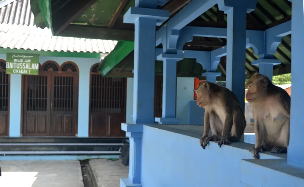 Kera di tempat berwudu depan Masjid Saka Tunggal, Cikakak. (Foto: Liputan6.com/Muhamad Ridlo)