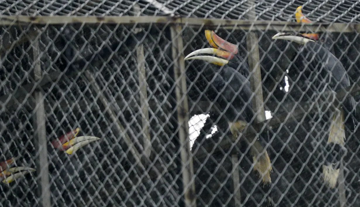 Burung rangkong badak koleksi Taman Safari Gurun Putih Lestari di Jantho, Aceh Besar, Aceh pada 27 Oktober 2019. Taman edukasi faura dan fauna dengan luas 60 hektare ini memiliki ratusan jenis satwa dan tanaman bunga dari berbagai daerah di Indonesia maupun mancanegara. (CHAIDEER MAHYUDDIN / AFP)