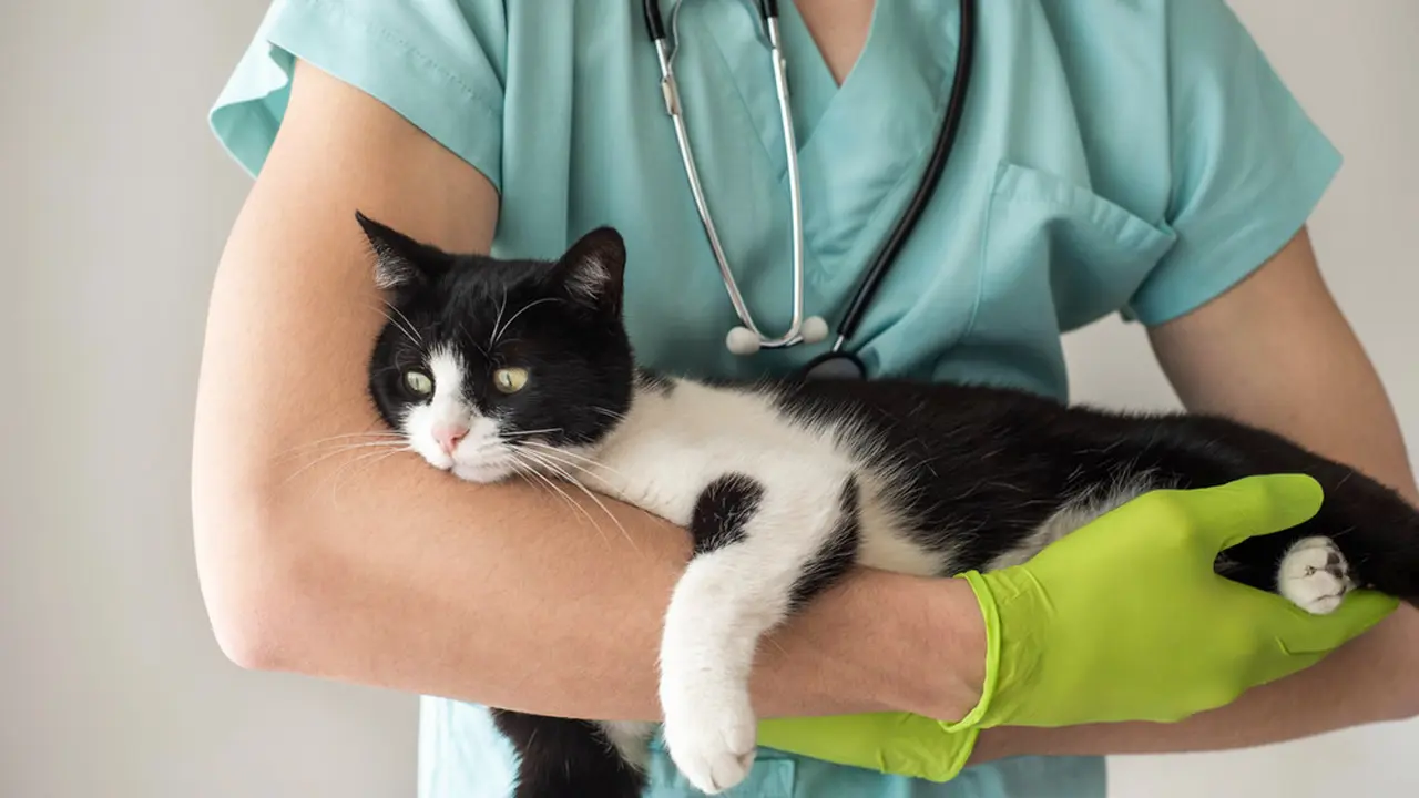 Rentan Stres, Begini Tips Tepat Bawa Kucing ke Dokter Hewan