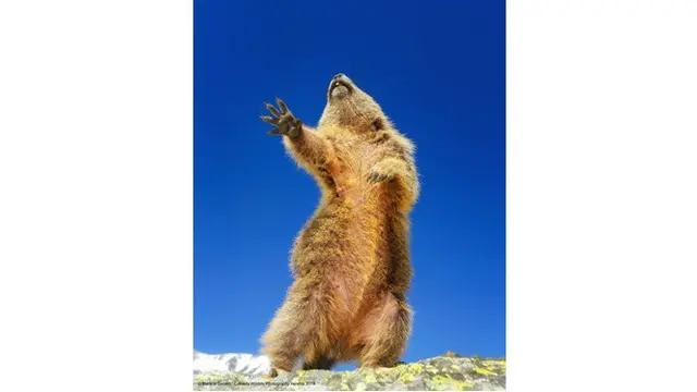 6 Foto Pemenang Comedy Wildlife Photography Awards 2019, Bikin Ngakak