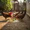 Cara Membesarkan Ayam Kampung dengan Pakan Sisa Dapur (AI)