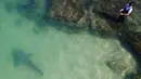 Hiu gosong berenang di dekat seorang nelayan di Laut Mediterania dekat pembangkit listrik di lepas pantai Hadera, Israel, Rabu (23/2/2022). Kawanan hiu ini tidak dianggap berbahaya bagi manusia, tetapi semakin terancam oleh penangkapan ikan yang berlebihan. (AP Photo/Ariel Schalit)