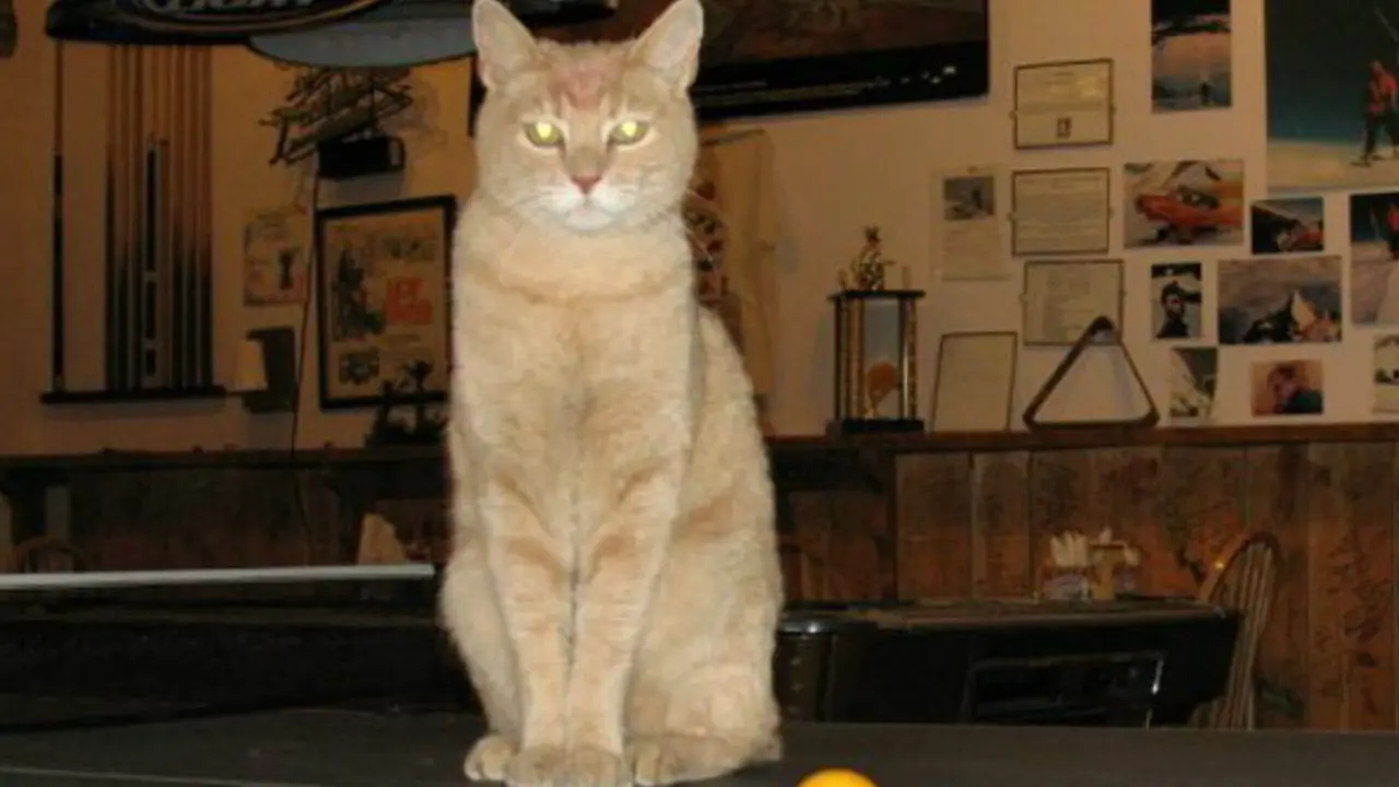 Kucing bernama Stubbs yang menjadi wali kota di Talkeetna, sebuah kota kecil di Alaska. (Dokumentasi Laura Stec)