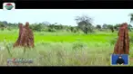 Merauke, Papua punya daya wisata alam yang luar biasa. Di Tanah Turik, ada sarang semut raksasa yang terbuat dari tanah liat, semak belukar, dan air liur rayap.