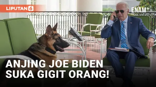 VIDEO: Suka Gigit Orang, Anjing Joe Biden Disingkirkan