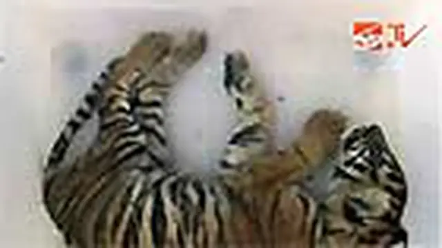 Anak Harimau itu Akhirnya Mati