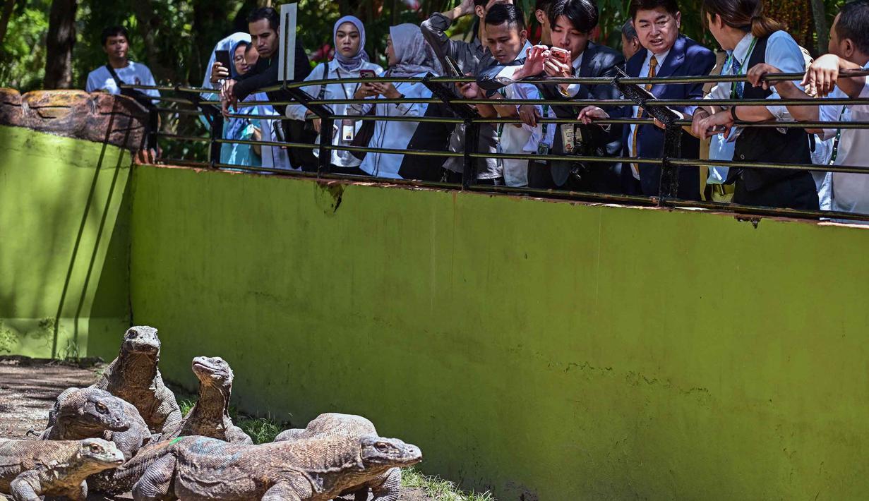 Delegasi dari iZoo Jepang memeriksa kandang komodo di Kebun Binatang Surabaya, Jawa Timur, pada Rabu 29 April 2026. (JUNI KRISWANTO/AFP)