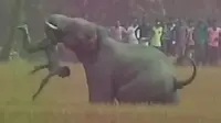 Sebuah rekaman mengerikan menunjukkan seorang pria dipermainkan seperti boneka oleh seekor gajah yang marah.