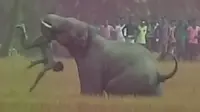Berang Hutannya Dirusak, Kawanan Gajah Serang Penduduk Desa