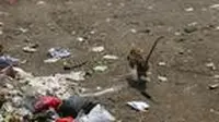 Salah satu monyet tengah memunguti sampah dan makanan sisa di area milik warga. (Liputan6.com/Jayadi Supriadin)