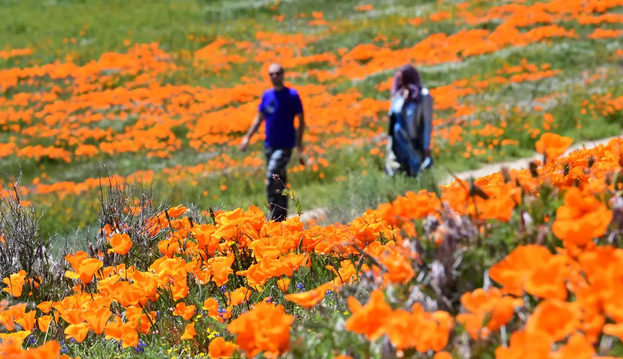 Orang-orang mengunjungi ladang poppy di dekat Antelope Valley California Poppy Reserve saat berlangsungnya mekar musim semi tahunan di Lancaster, California, 16 April 2020. Mekarnya poppy tahun ini disiarkan secara langsung lantaran penutupan ladang akibat pandemi Covid-19. (Frederic J. BROWN/AFP)