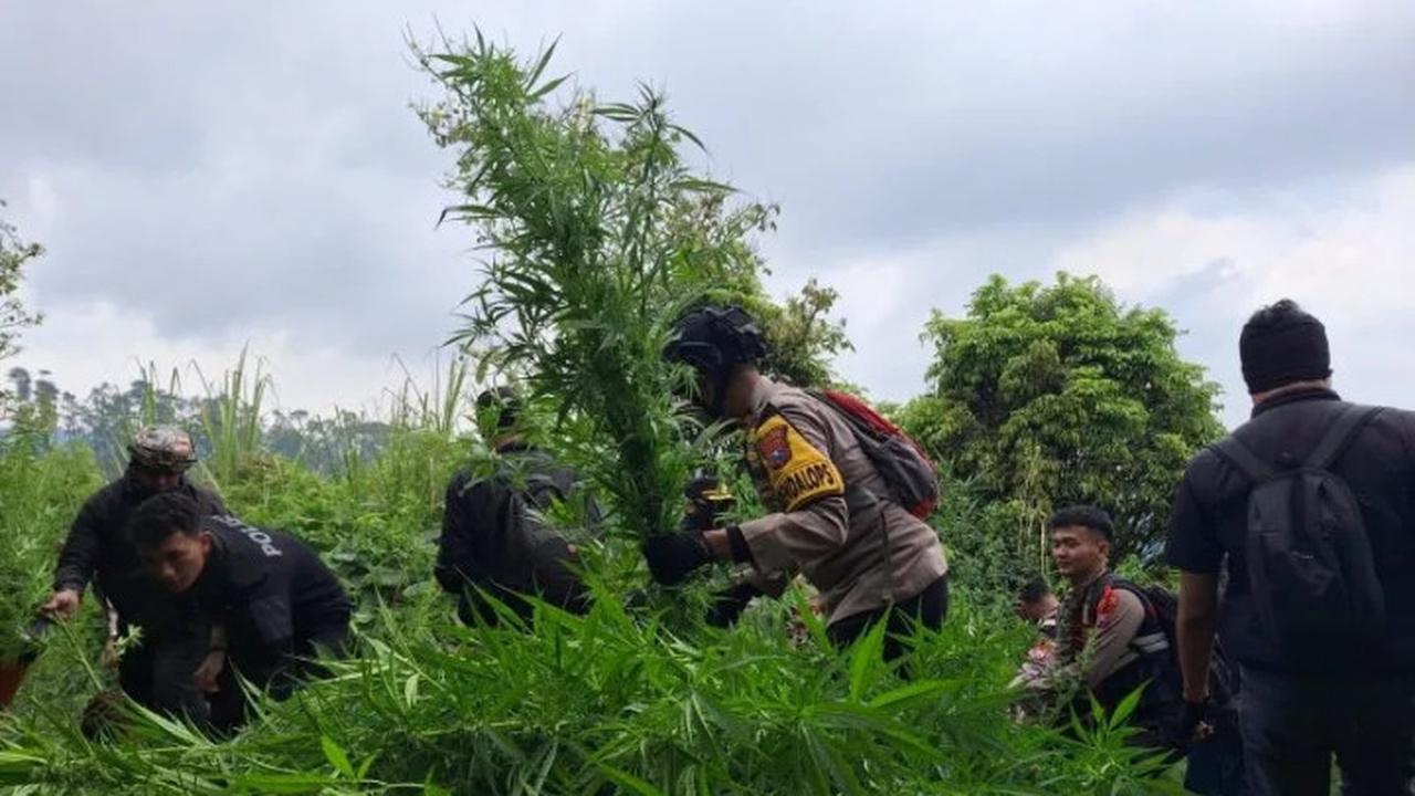 Polres Lumajang kembali temukan ladang ganja di lereng Gunung Semeru (Istimewa)
