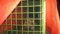 Giring, seekor Harimau Sumatra (panthera tigris sumatrae) yang berada di kandang milik BKSDA Bengkulu, belum siap dilepasliar dan dalam tahap rehabilitasi di Taman Wisata Alam Seblat Bengkulu Utara. (Liputan6.com/Yuliardi Hardjo Putra) 