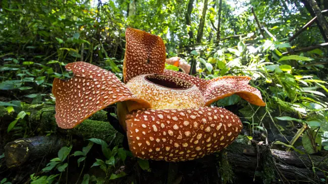 	Rafflesia arnoldii di Bengkulu. (Sumber Wikimedia Commons)