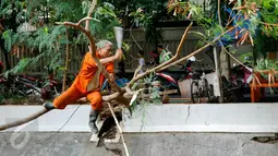 Petugas Dinas Kebersihan DKI Jakarta menebang pohon yang hampir roboh di atas saluran air Bundaran HI, Jakarta, Minggu (15/11/2015). Pohon tersebut dipangkas agar tidak menghambat sampah aliran air. (Liputan6.com/Yoppy Renato)