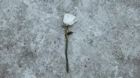 Ilustrasi bunga mawar putih, dukacita. (Photo by Luis Quintero: https://www.pexels.com/photo/white-flower-2146554/)
