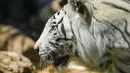 <p>Seekor harimau putih Malaysia terlihat melalui kaca pelindung, pada hari yang panas di Bioparco di Roma, di Roma, Italia, Selasa (19/7/2022). Penjaga kebun binatang di Bioparco sering memberi hewan es balok dengan buah atau daging di dalamnya pada hari-hari musim panas. (AP Photo/Andrew Medichini)</p>