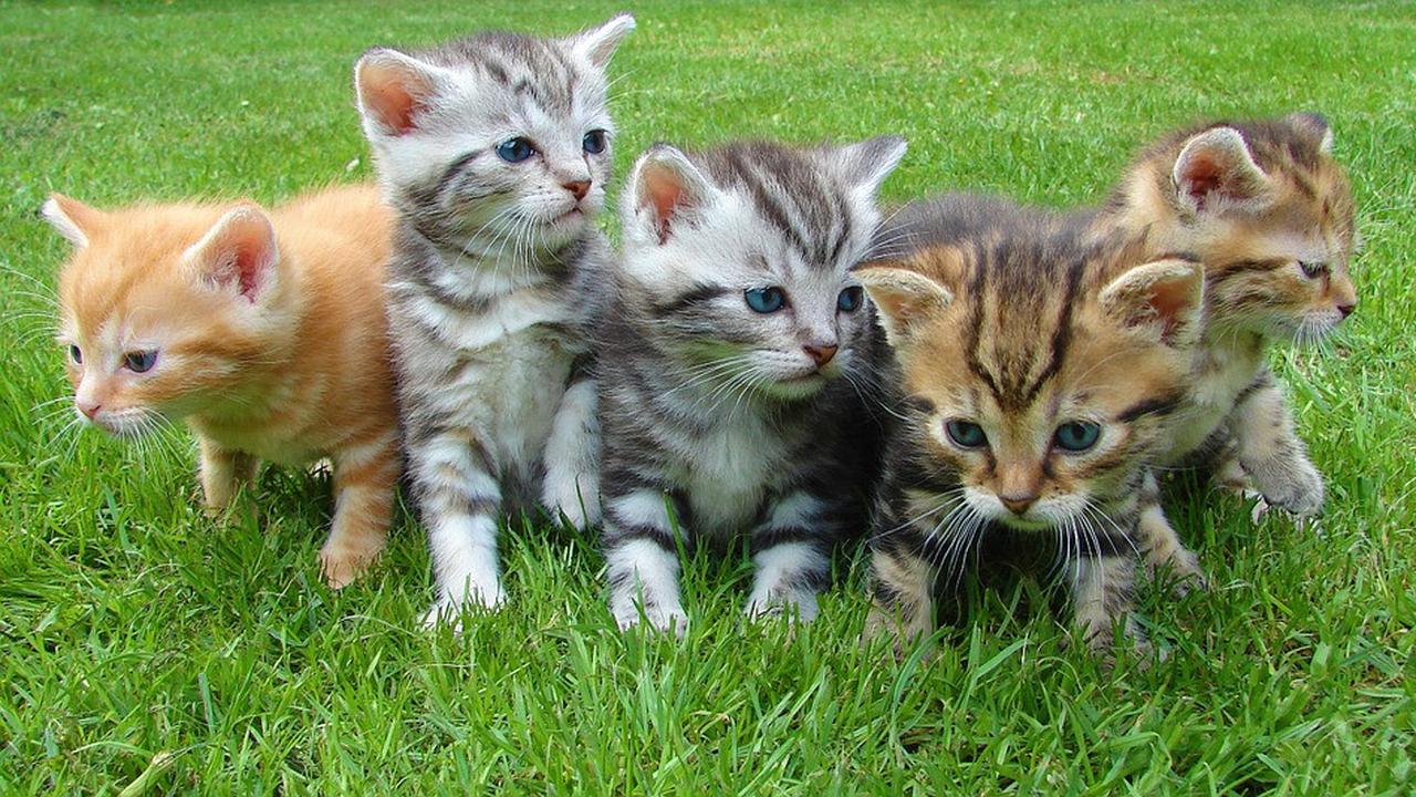 Menggemaskan, Aksi Kucing Baca Doa Sebelum Makan