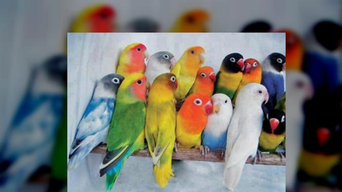 Jenis Burung Kicau Yang Populer Dengan Suara Merdu Harganya Capai Belasan Juta Rupiah Citizen6 Liputan6 Com
