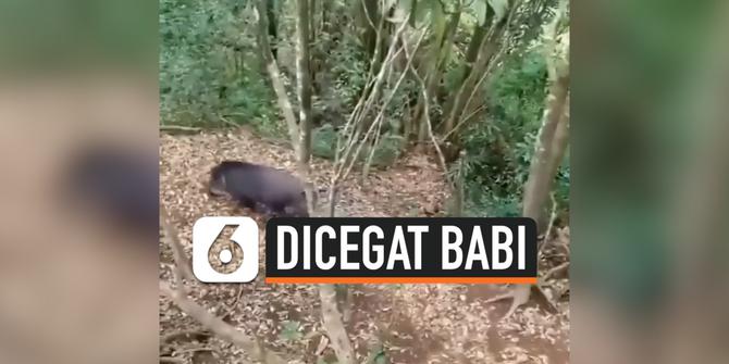 VIDEO: Dicegat Babi Liar, Para Pendaki Terpaksa Panjat Pohon