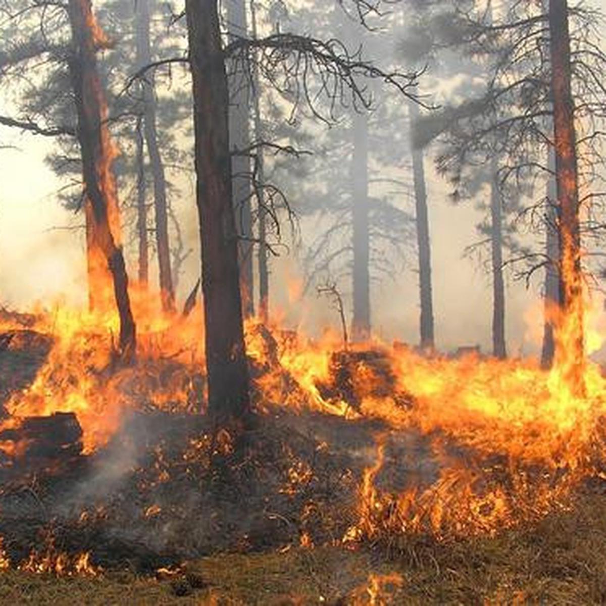 Apakah penyebab kebakaran hutan sesuai informasi yang kamu dapat dari bacaan diatas